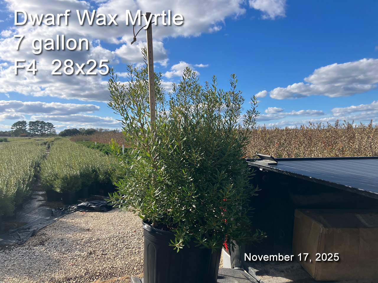 gallery/dwm7 f4 nov12.jpg